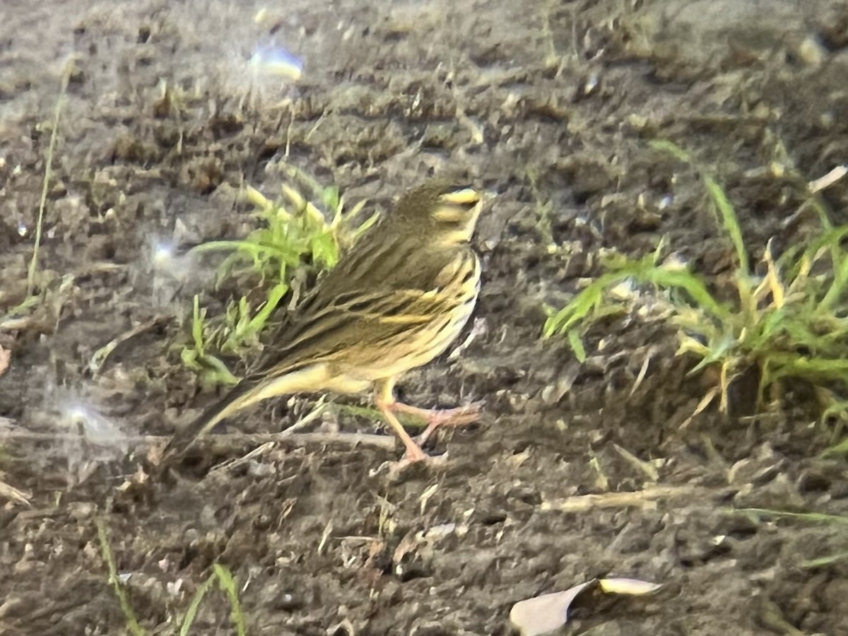 Olive-backed Pipit - ML644345204