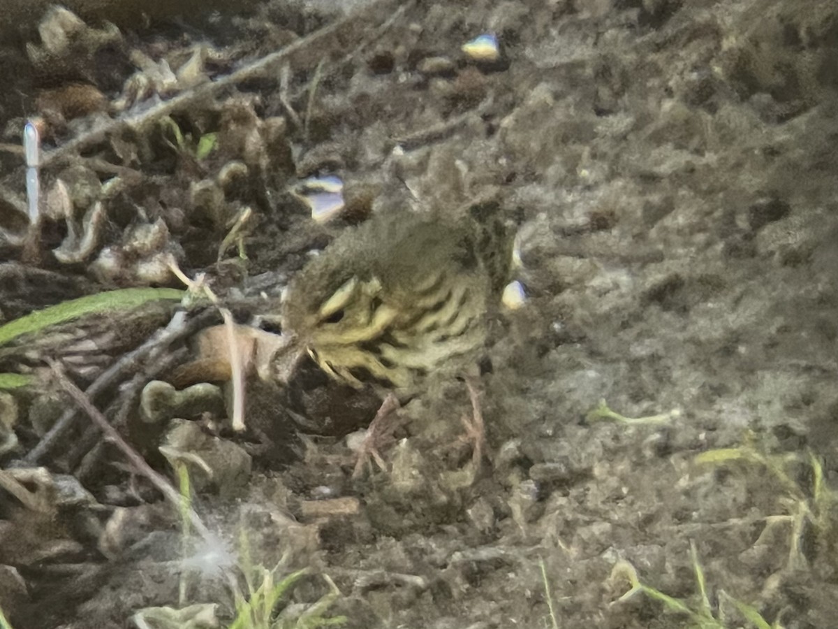 Olive-backed Pipit - ML644345205