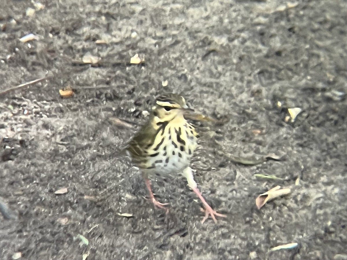 Olive-backed Pipit - ML644345206
