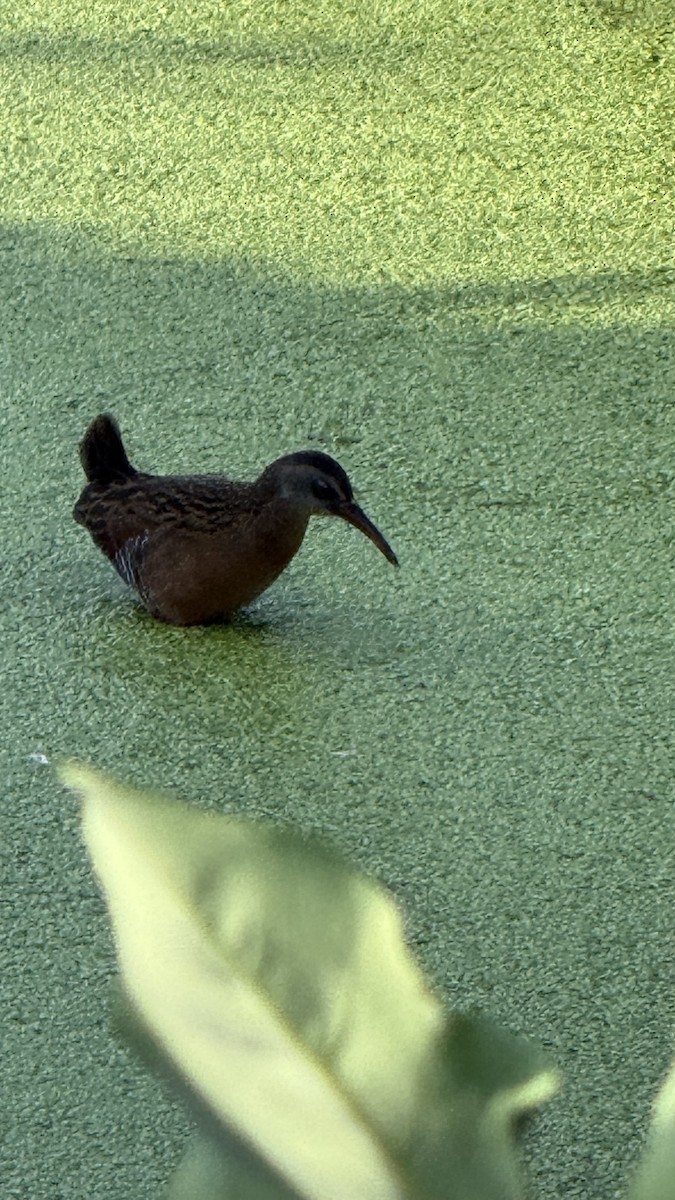Virginia Rail - ML644345214