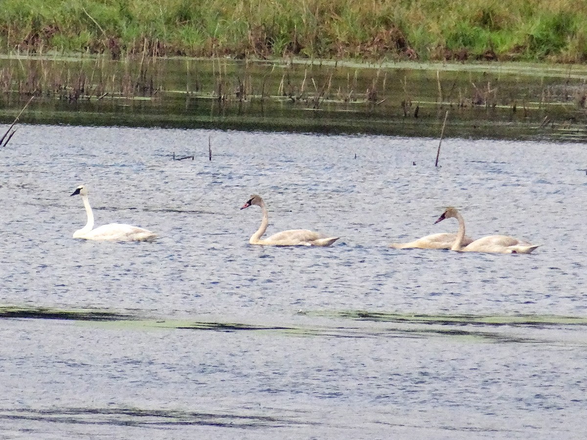 Trumpeter Swan - ML644345218