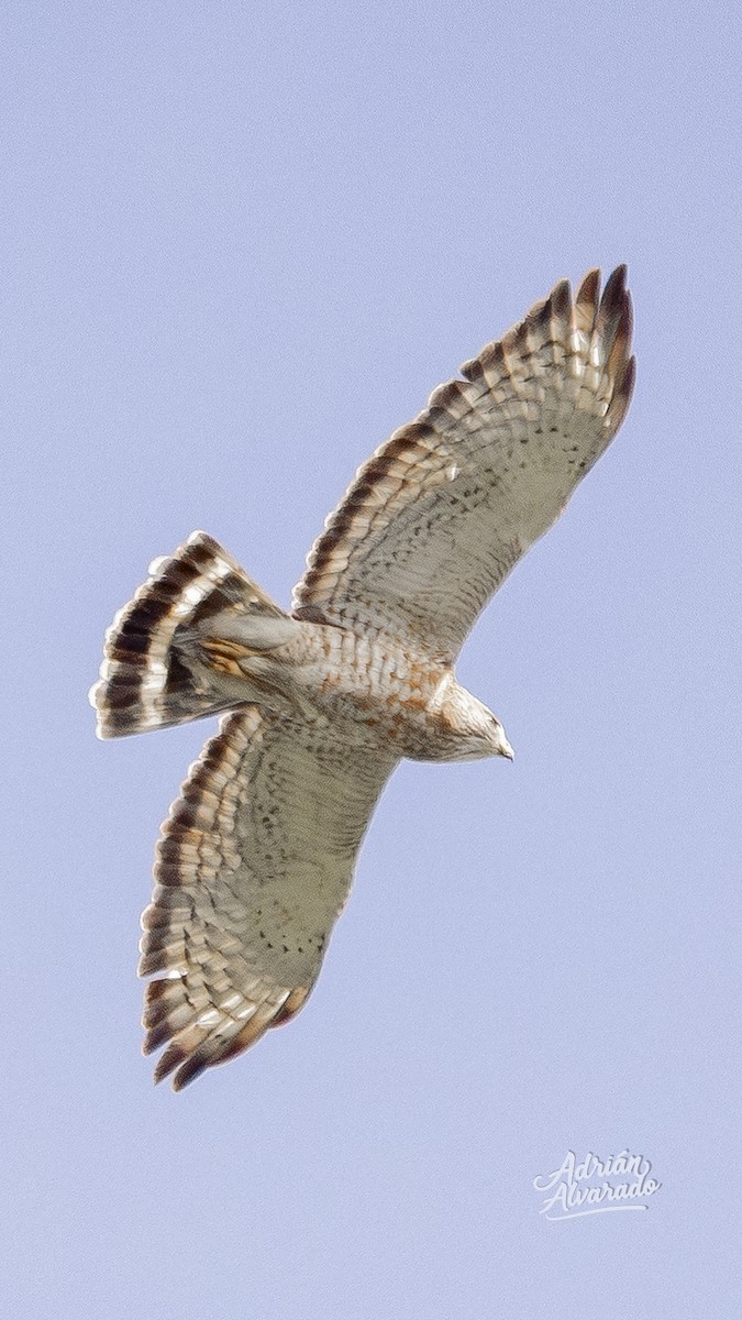 Broad-winged Hawk - ML644345227