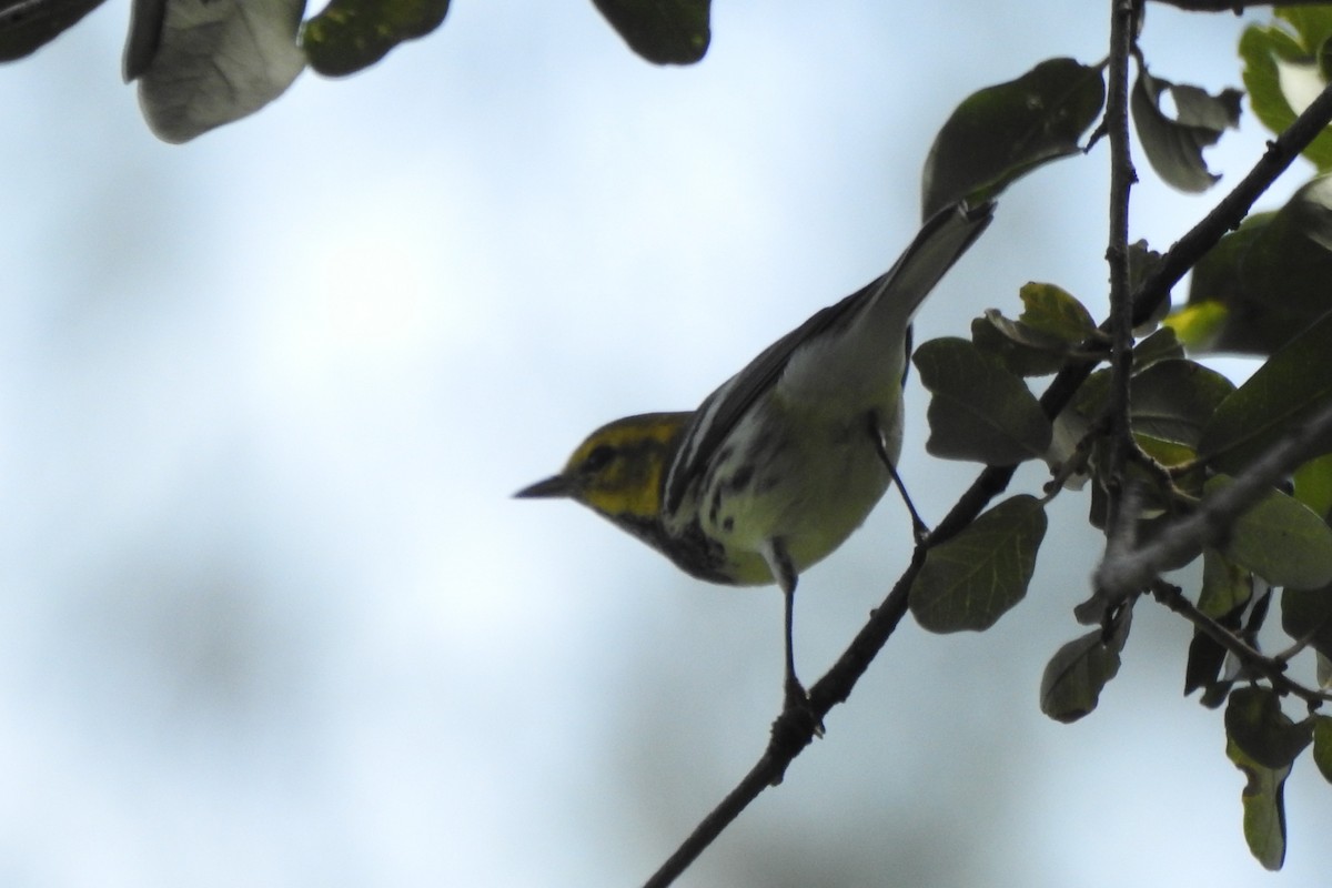 ノドグロミドリアメリカムシクイ - ML644345230