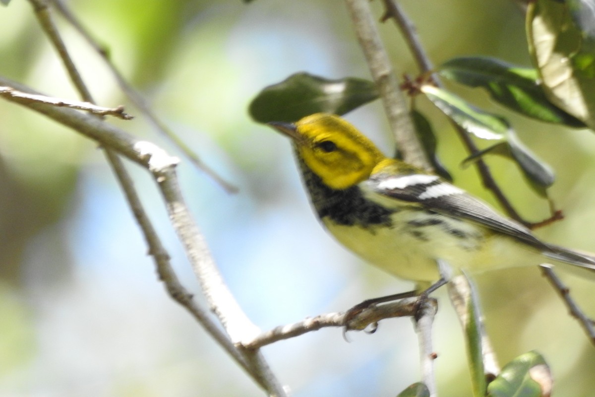 ノドグロミドリアメリカムシクイ - ML644345231