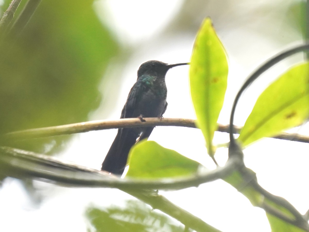 Fork-tailed Woodnymph - ML644345232