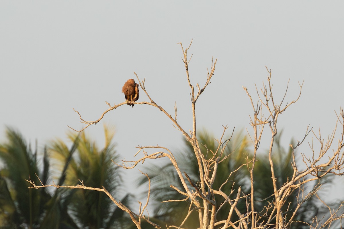 Savanna Hawk - ML644345234