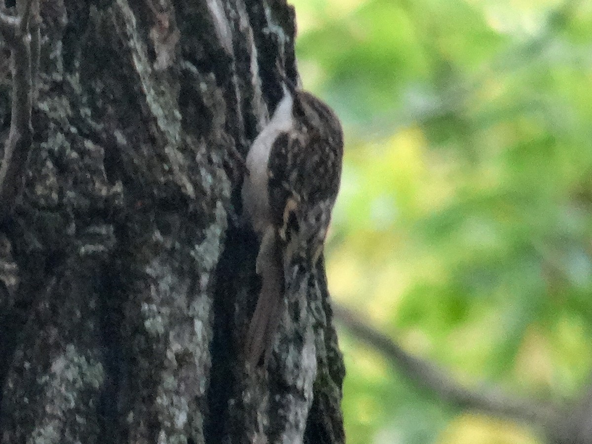 Brown Creeper - ML644345245