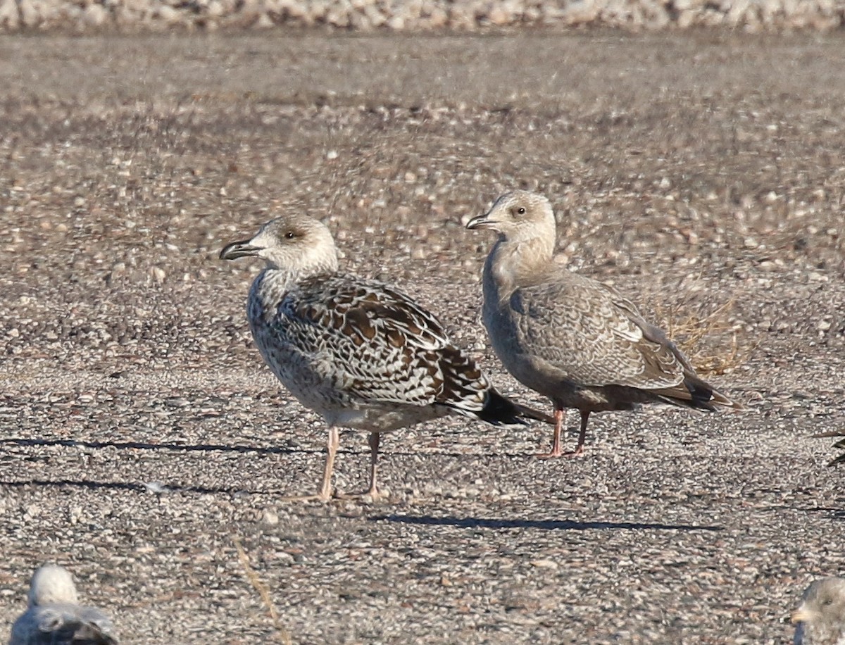 Kaio hegalzuria (thayeri) - ML644345248