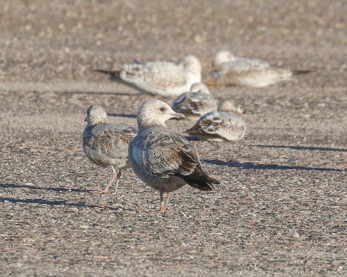 Kaio hegalzuria (thayeri) - ML644345249