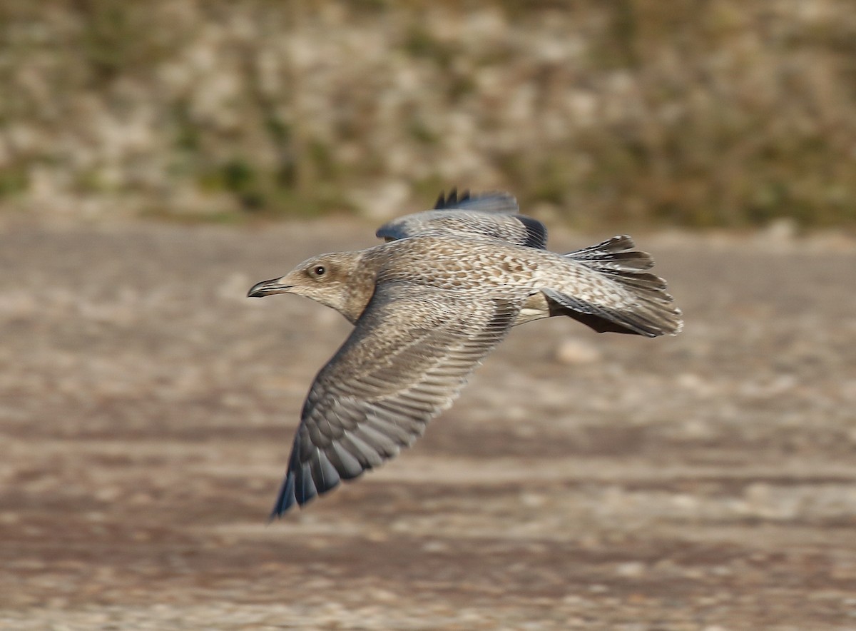 Kaio hegalzuria (thayeri) - ML644345250