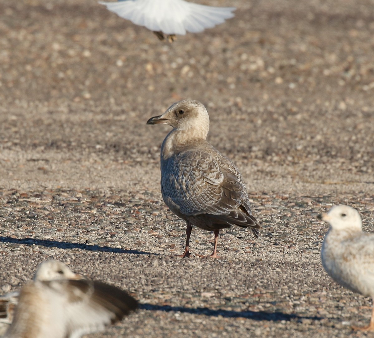 Kaio hegalzuria (thayeri) - ML644345251