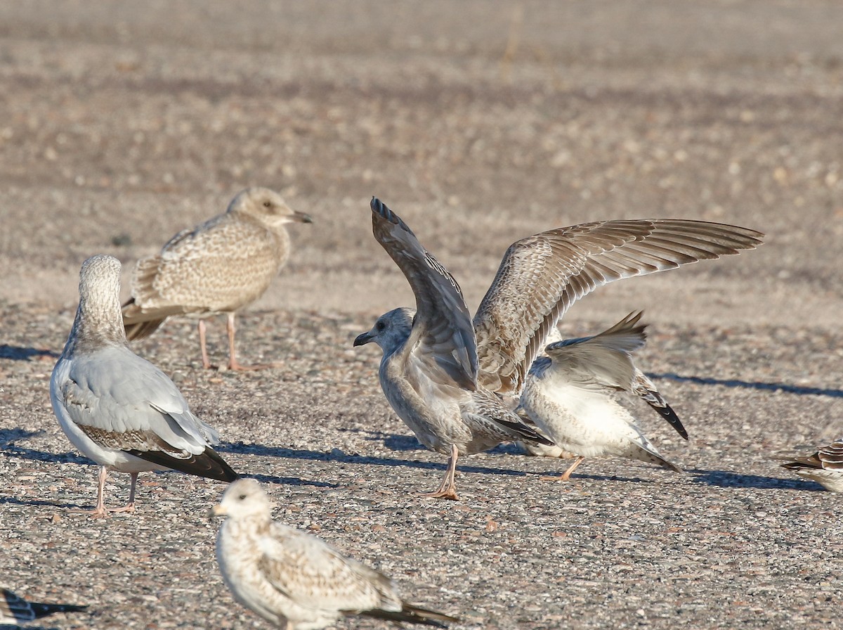 Kaio hegalzuria (thayeri) - ML644345252