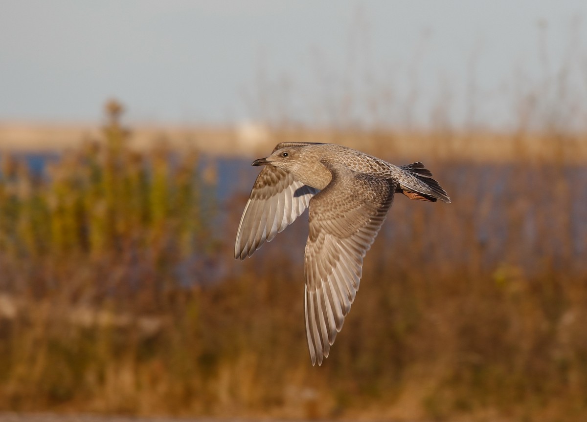 Kaio hegalzuria (thayeri) - ML644345253