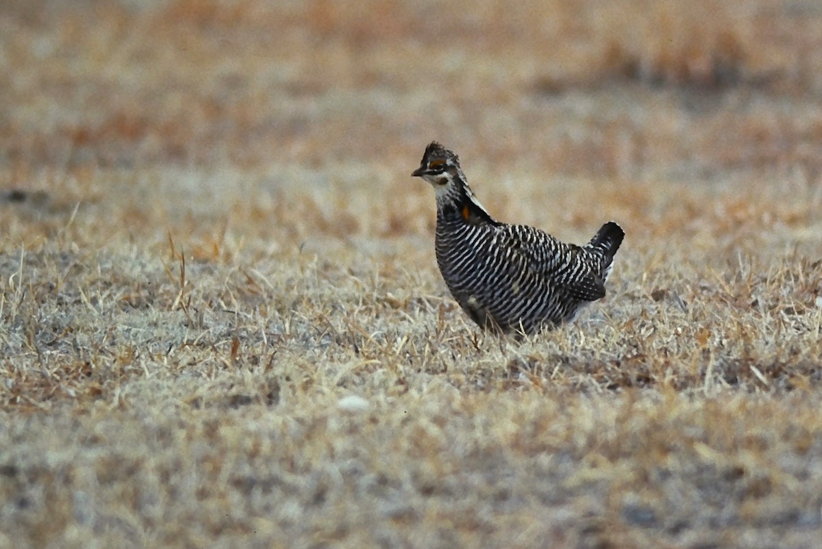 tetřívek prériový - ML644345257