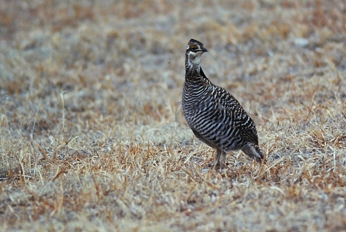 tetřívek prériový - ML644345258