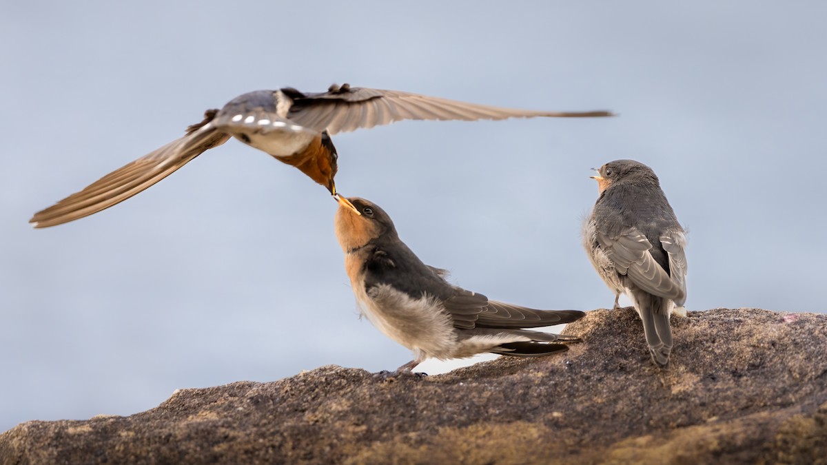 Welcome Swallow - ML644345265