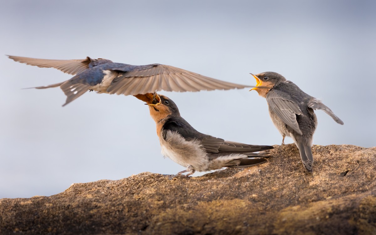 Welcome Swallow - ML644345266