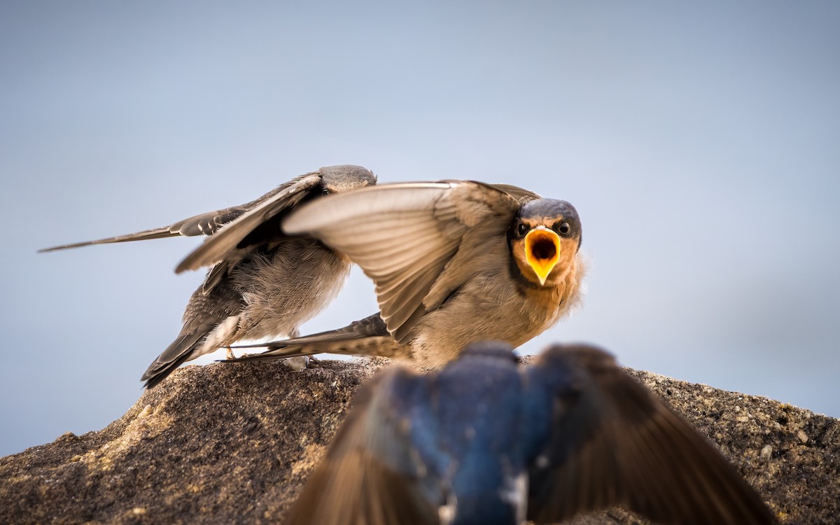 Welcome Swallow - ML644345267