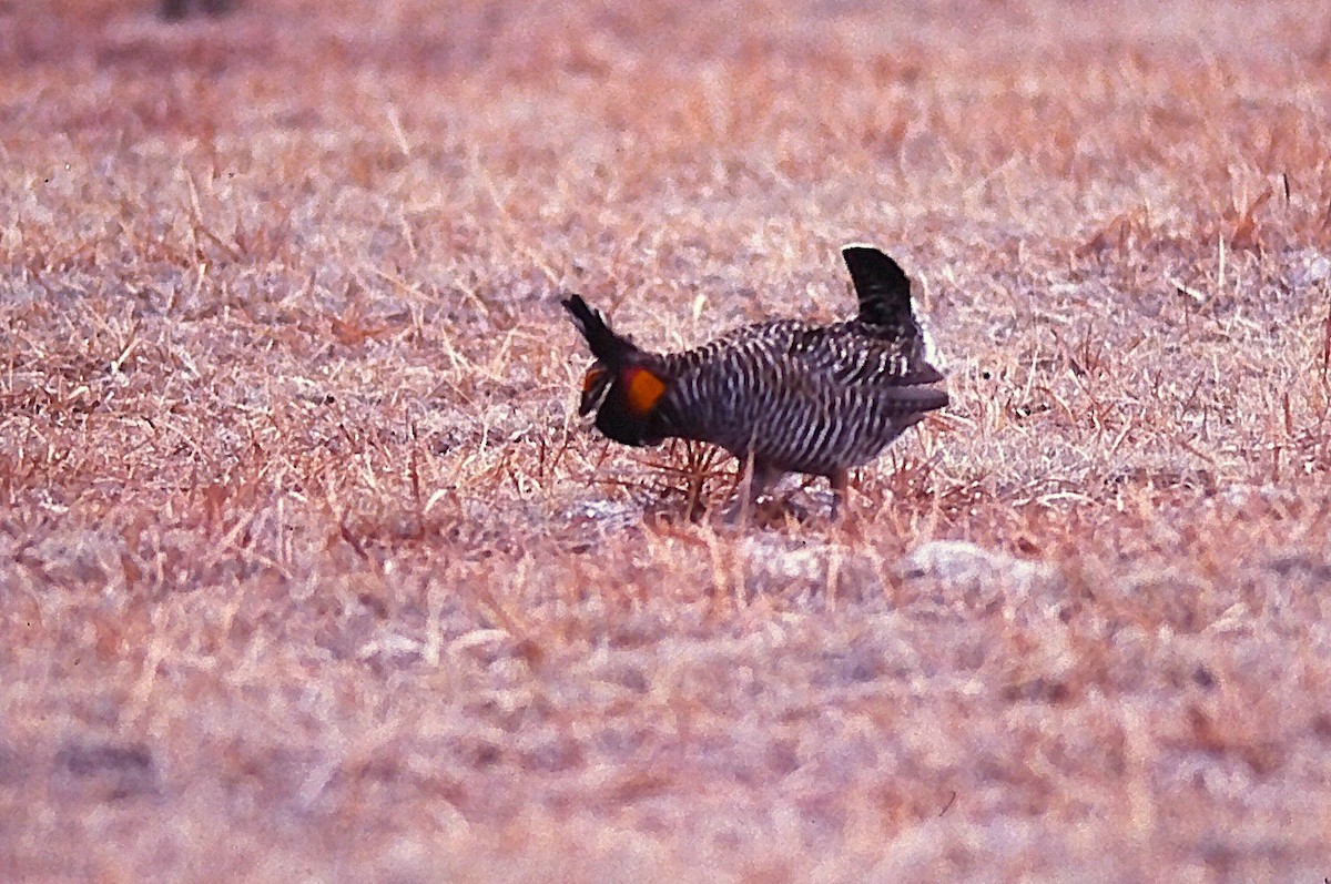 tetřívek prériový - ML644345269