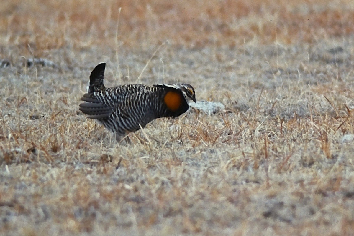 tetřívek prériový - ML644345270