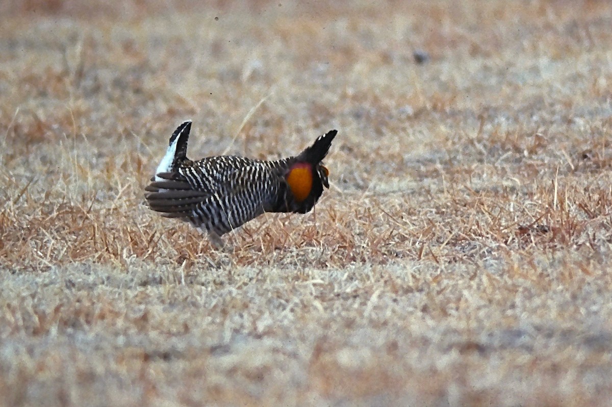 tetřívek prériový - ML644345271