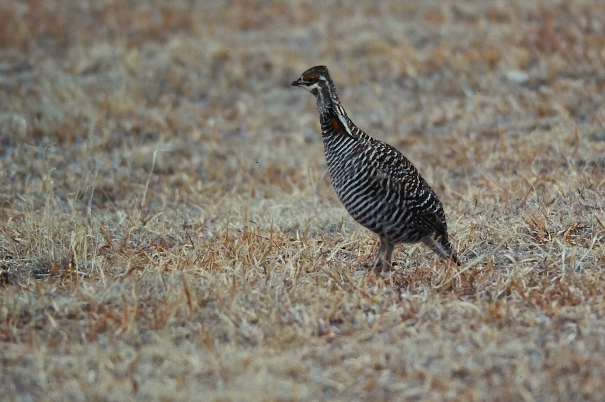 tetřívek prériový - ML644345272