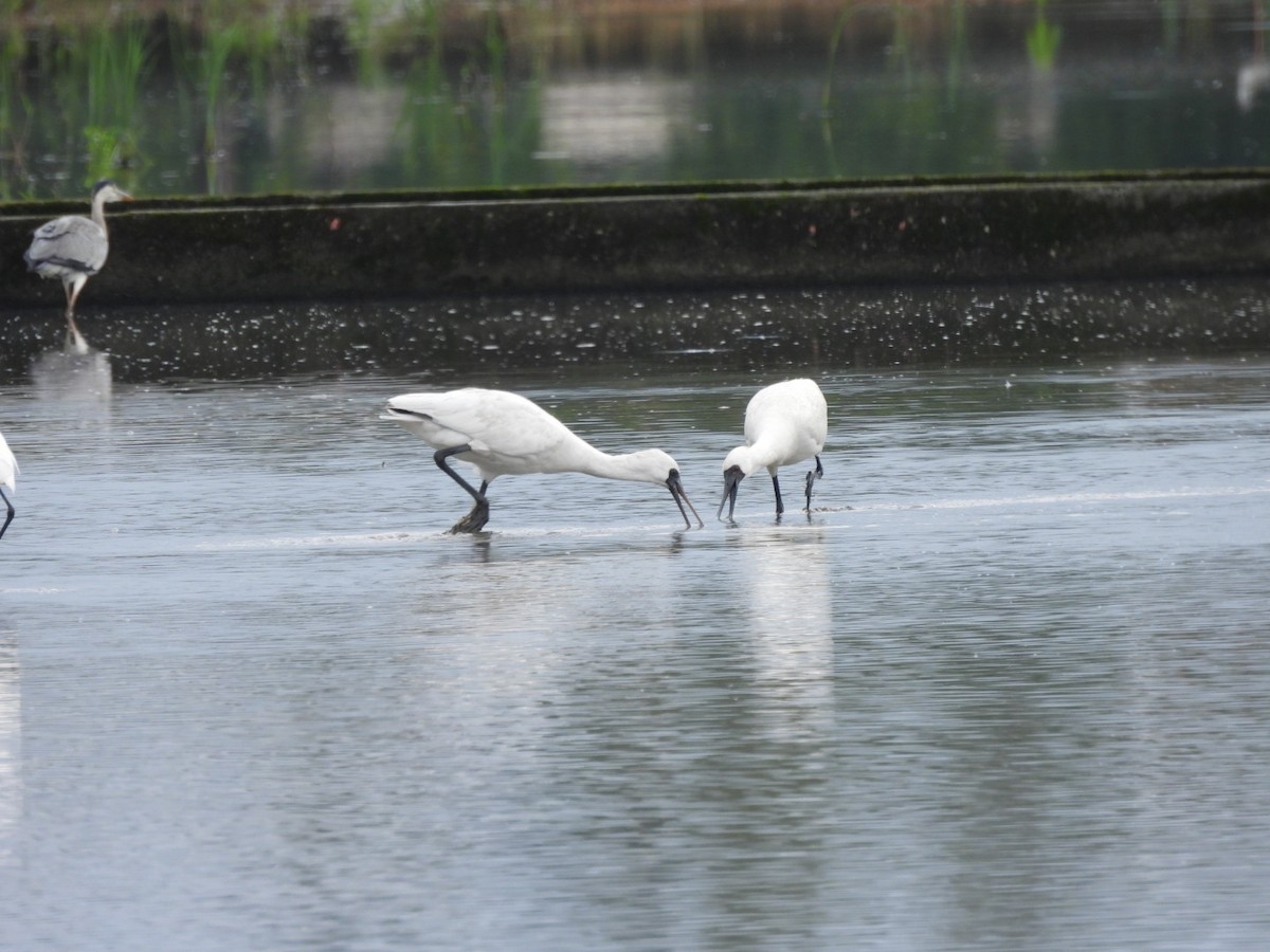 Petite Spatule - ML644345291