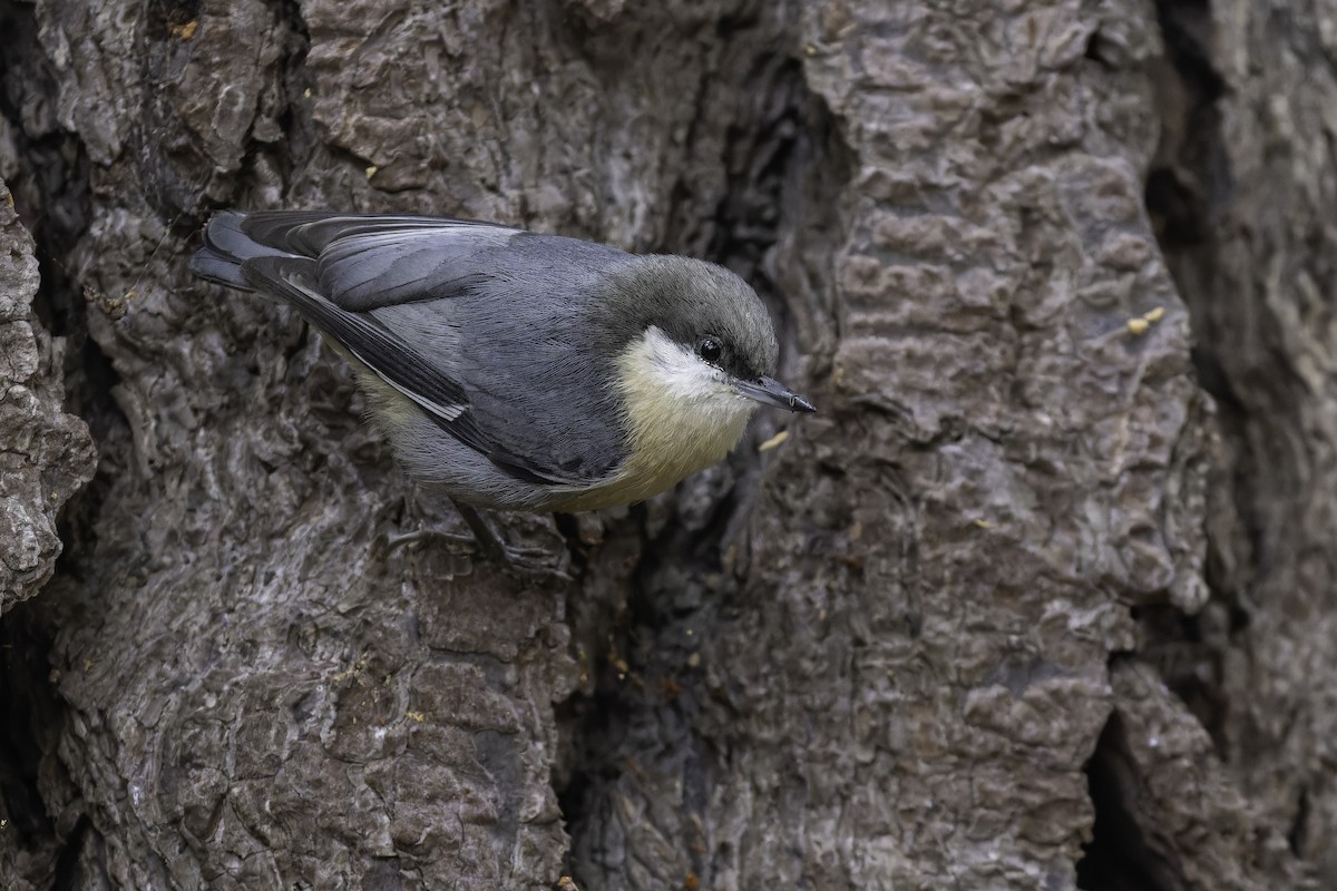 Pygmy Nuthatch - ML644345294
