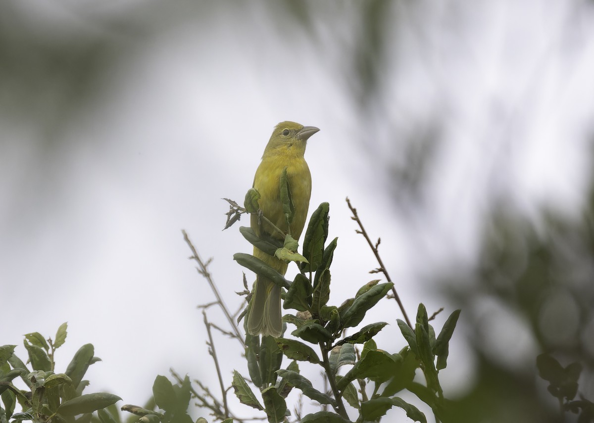Summer Tanager - ML644345295