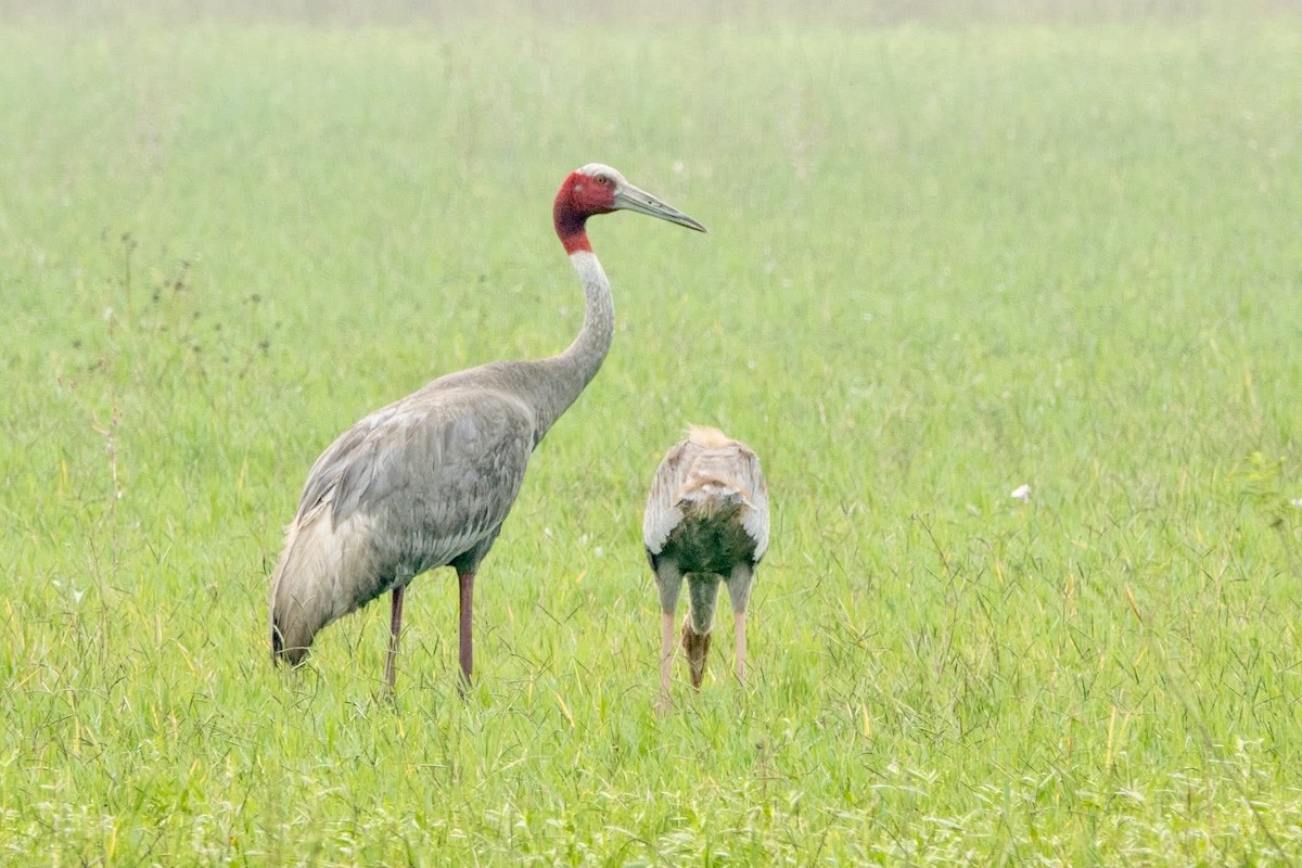 Sarus Crane - ML644345297