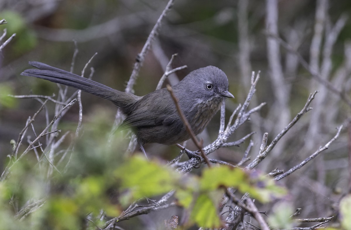 Wrentit - ML644345298