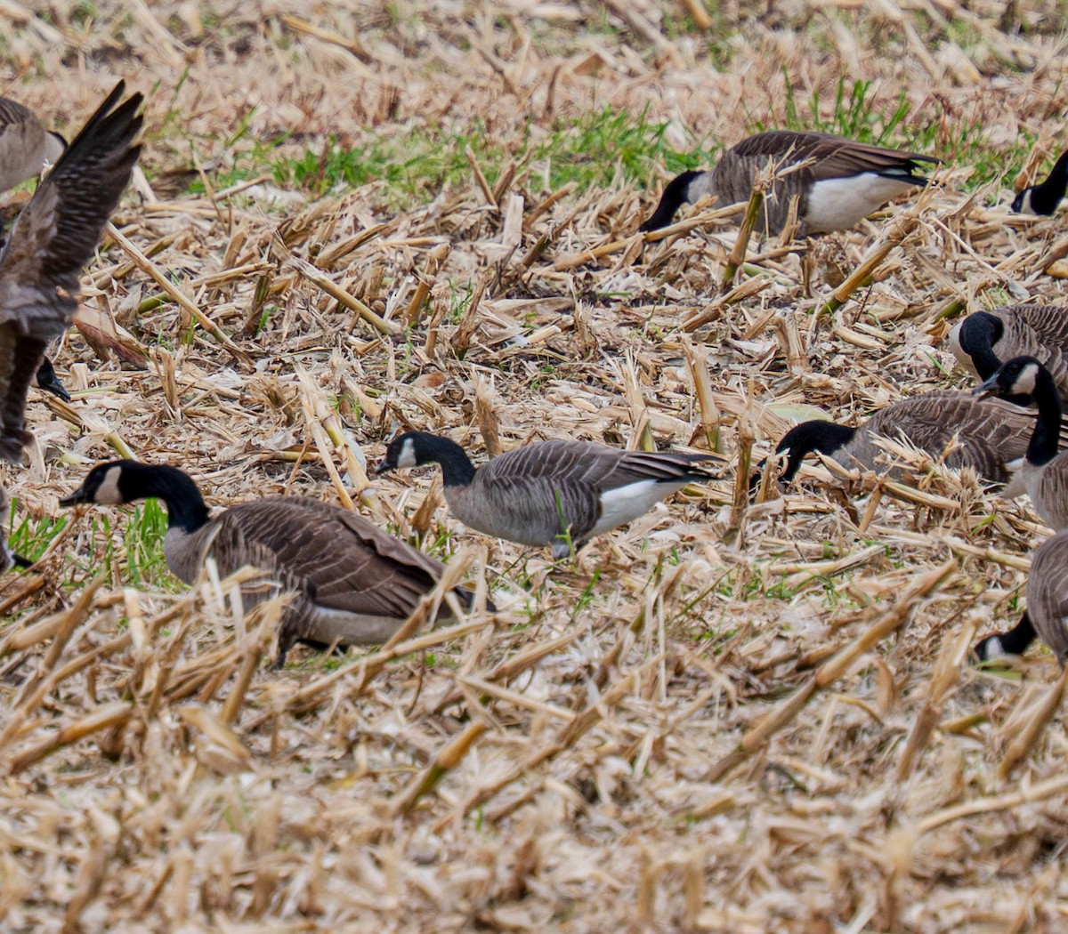 Cackling Goose - ML644345300