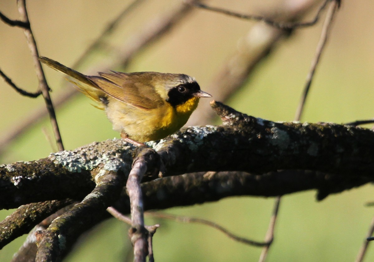 Common Yellowthroat - ML644345311