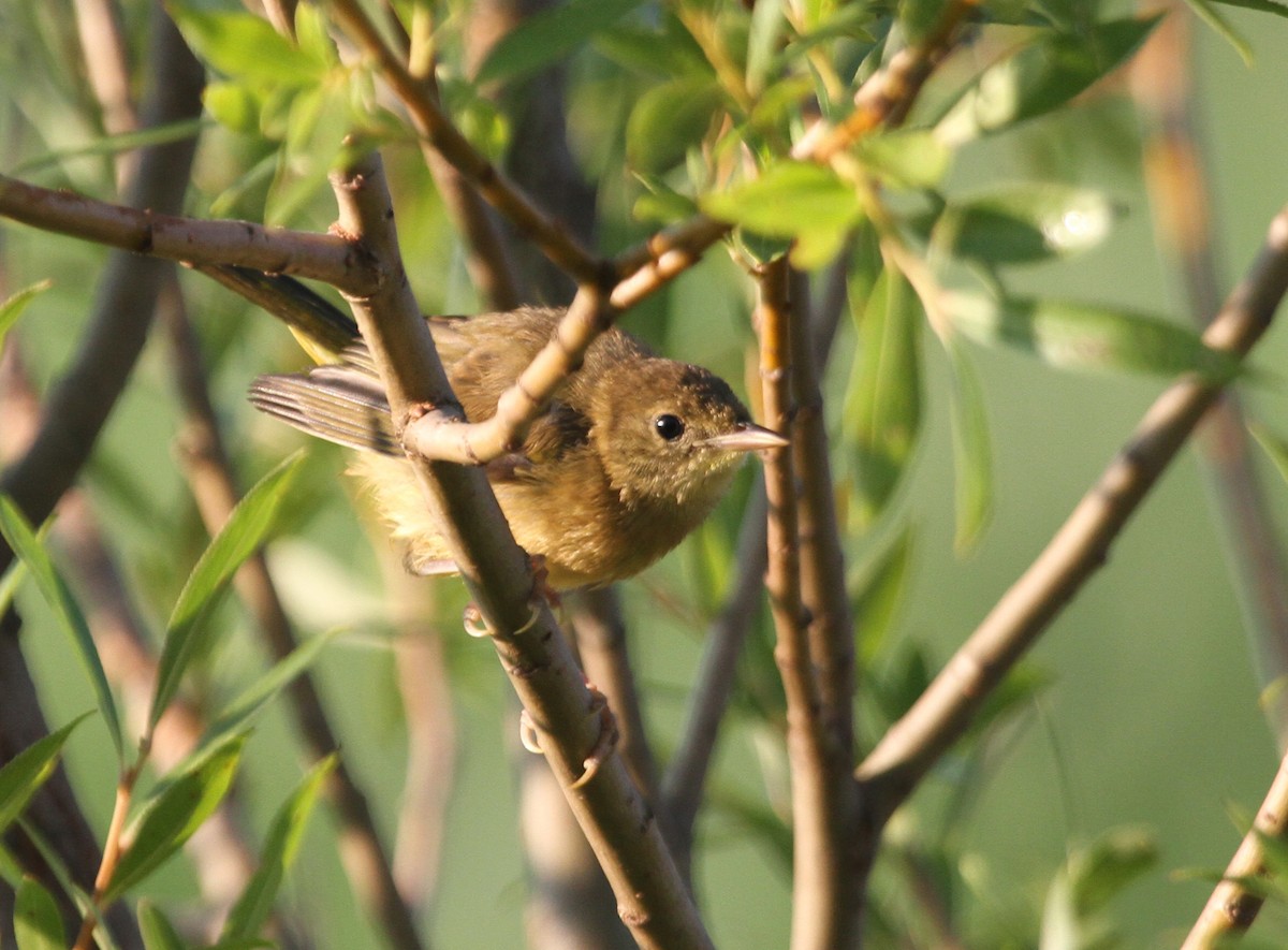 Common Yellowthroat - ML644345312