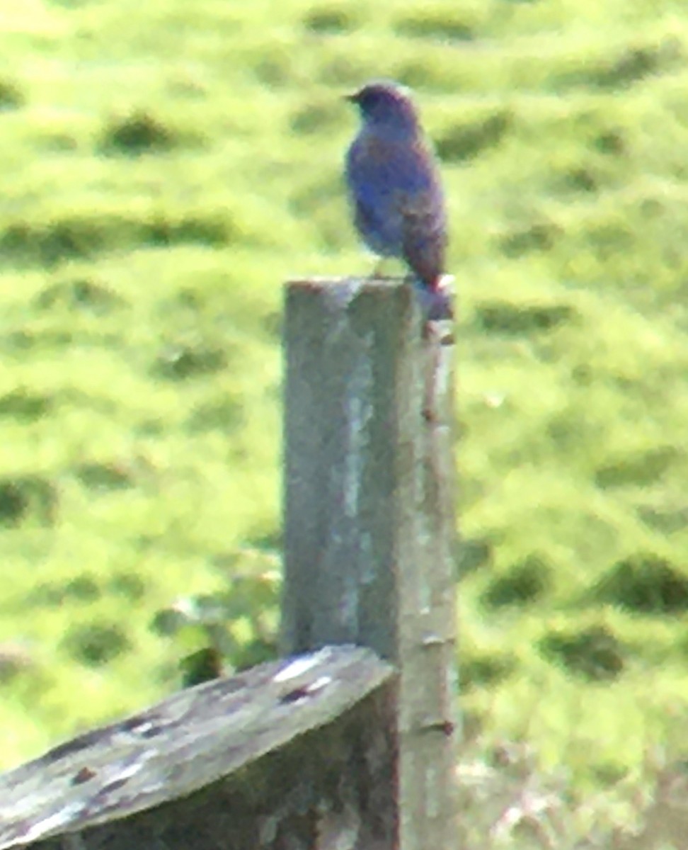 Western Bluebird - ML644345313