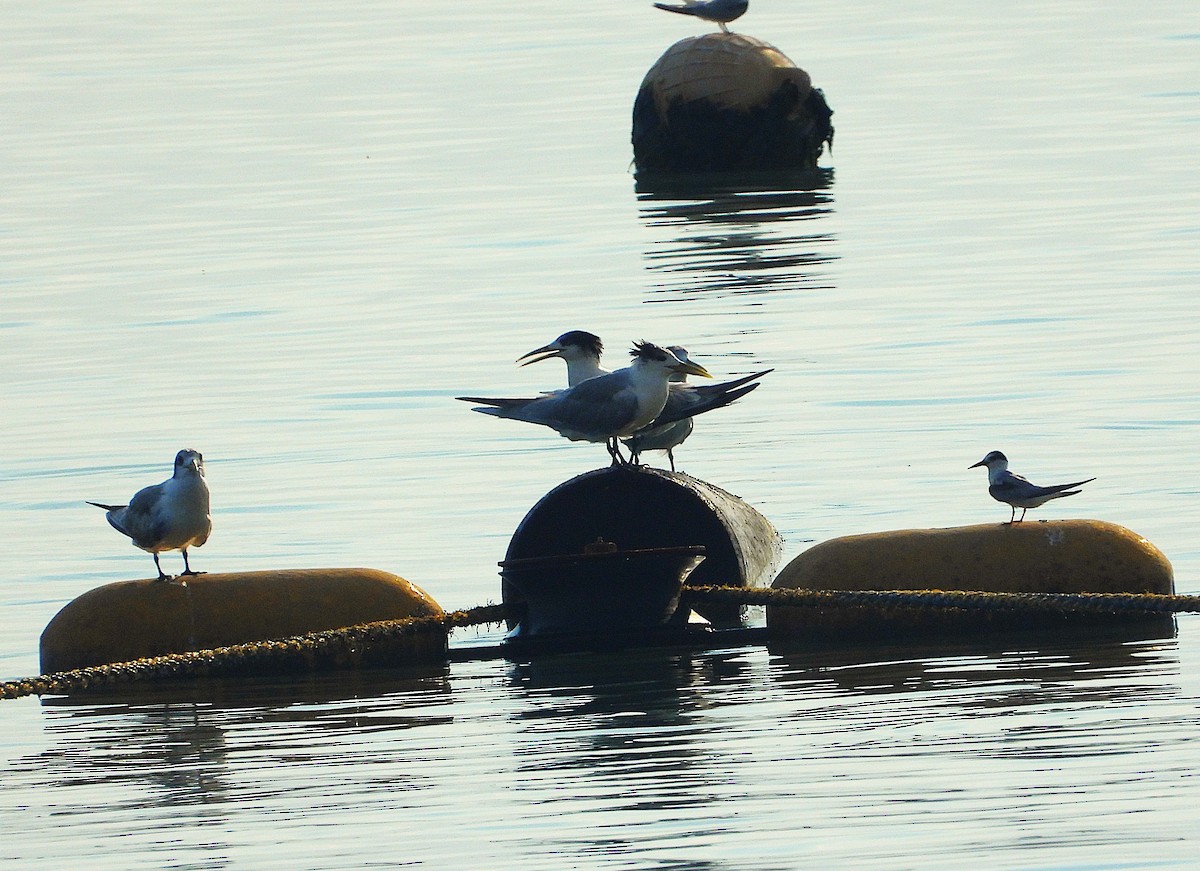 Крячок жовтодзьобий - ML644345314