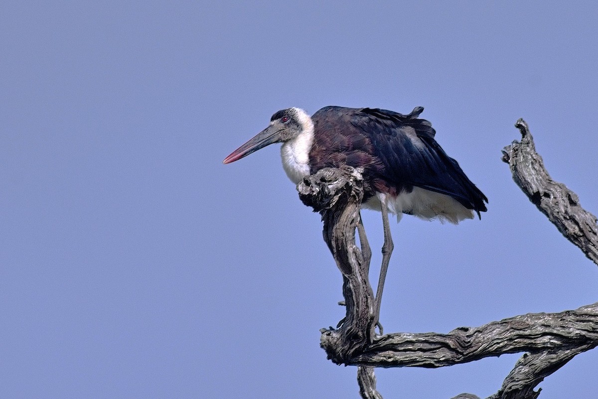 African Woolly-necked Stork - ML644345327
