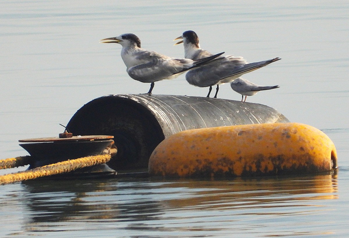 Крячок жовтодзьобий - ML644345328