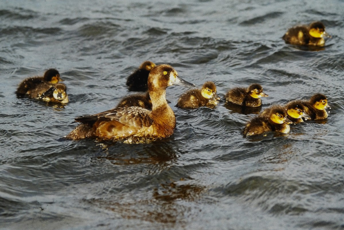 Bergente - ML644345335