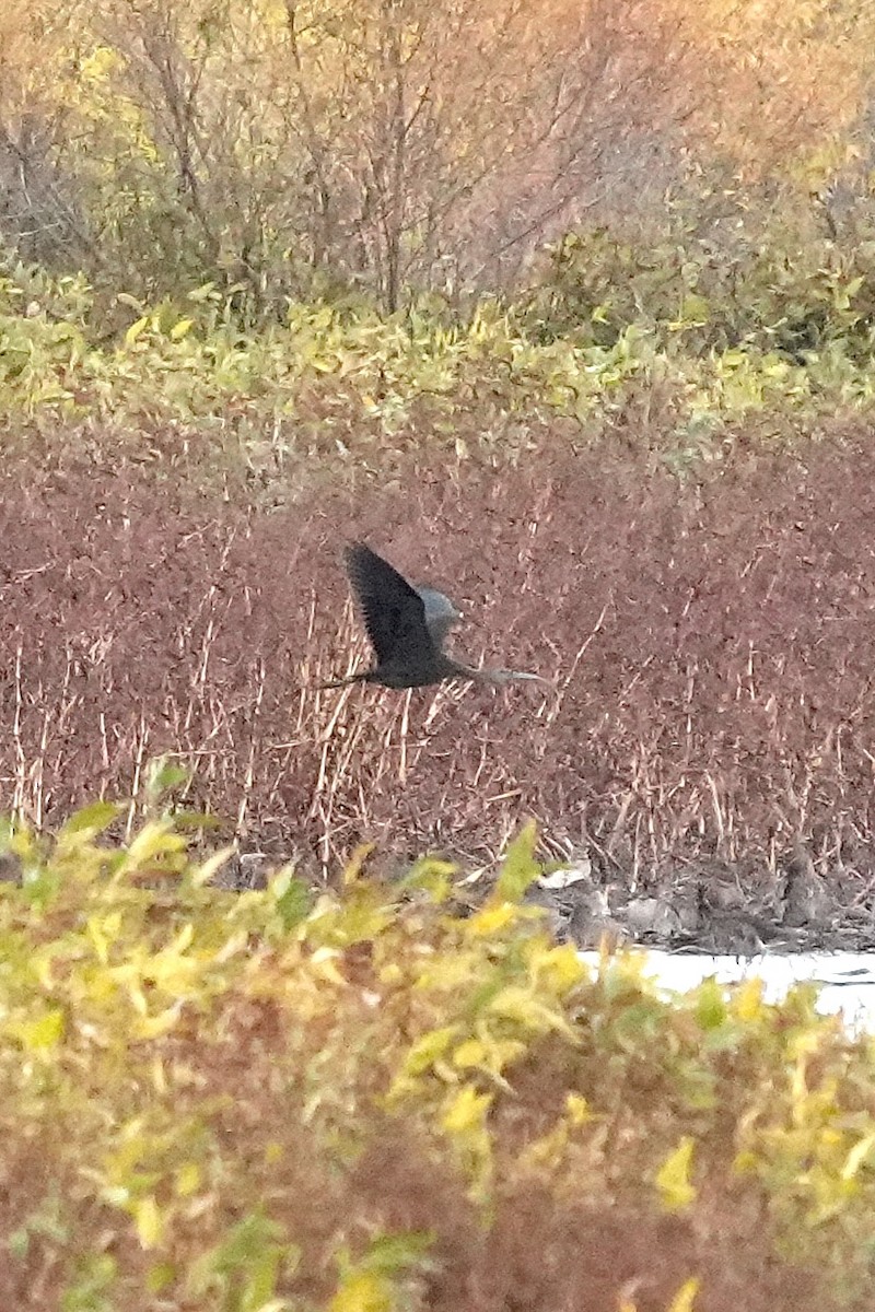 Glossy/White-faced Ibis - ML644345345