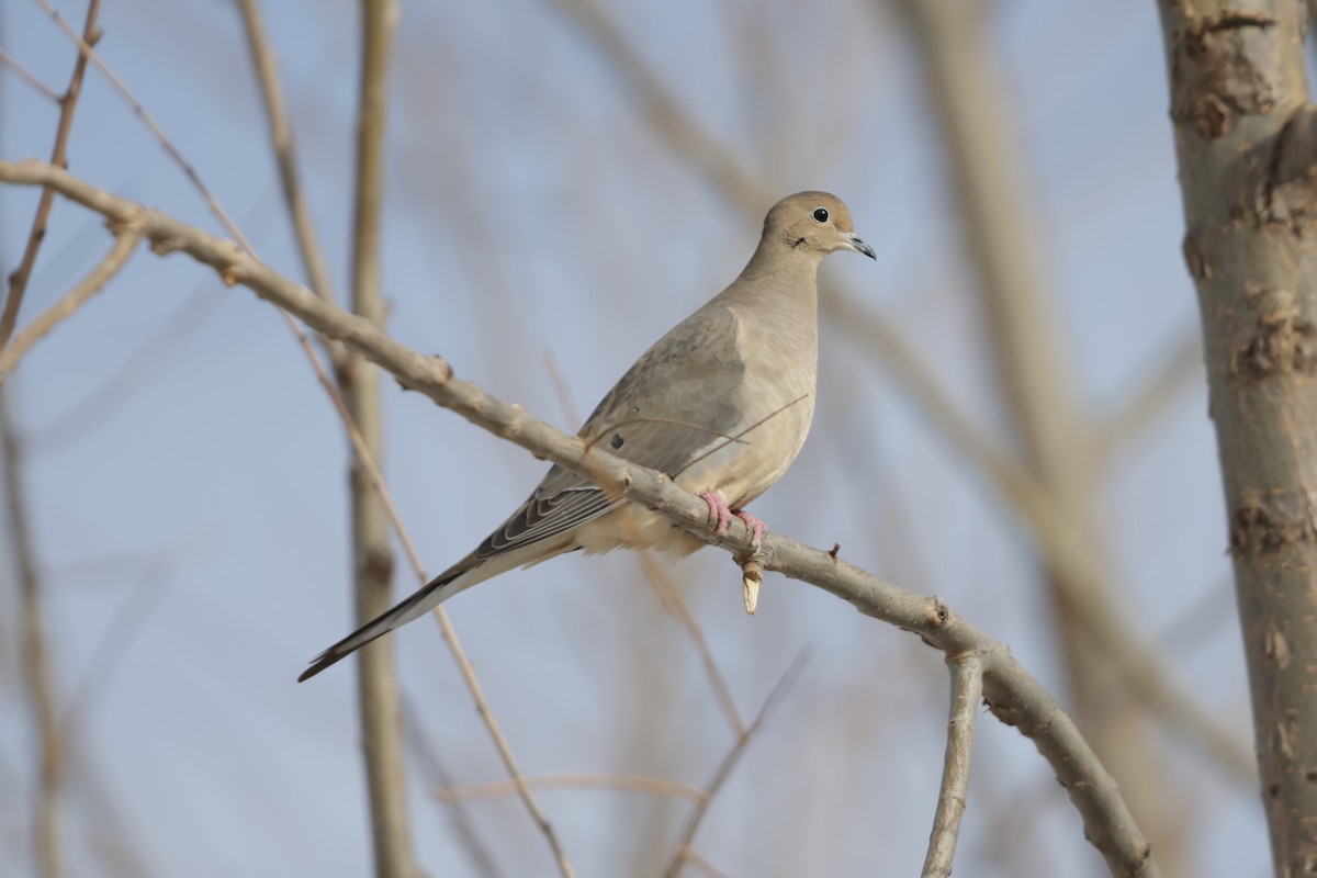 Mourning Dove - ML644345348