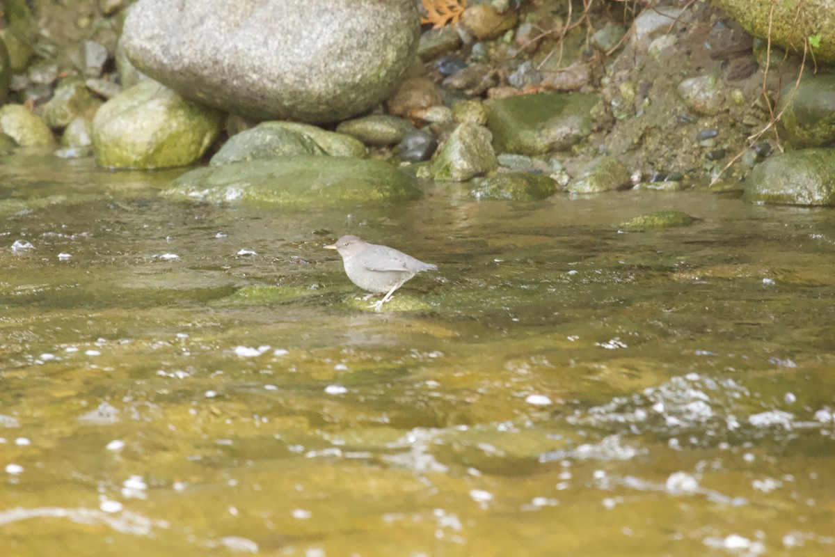 American Dipper - ML644345349