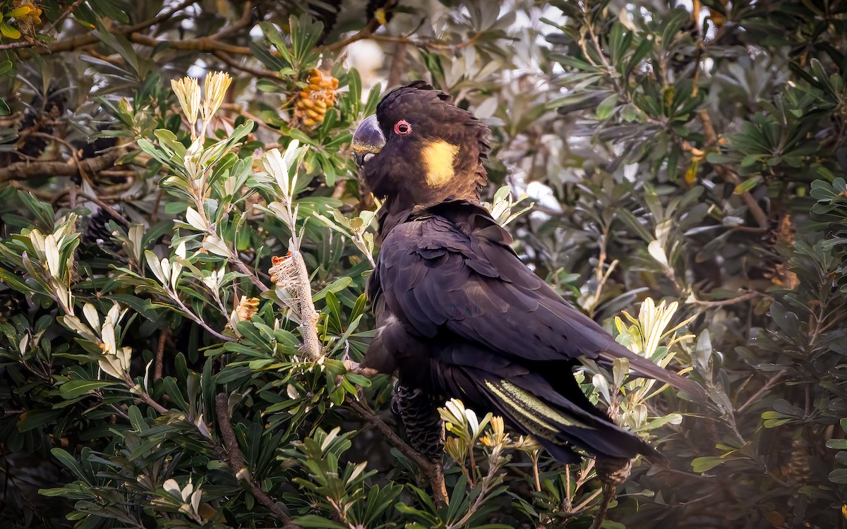 Yellow-tailed Black-Cockatoo - ML644345350