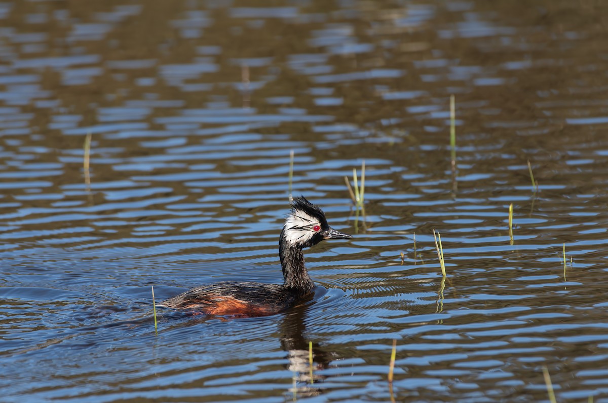 White-tufted Grebe - ML644345352