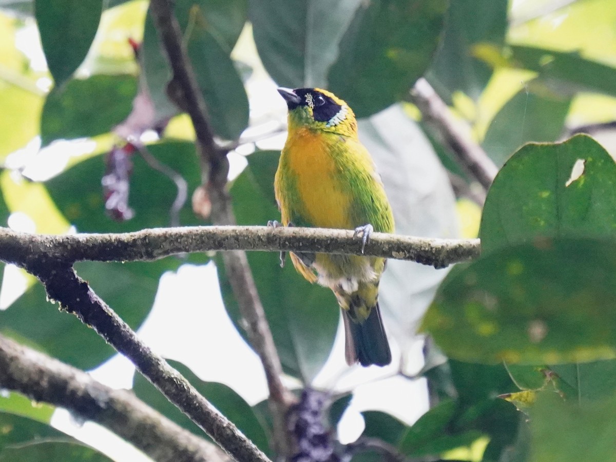 Танагра золотогруда - ML644345361