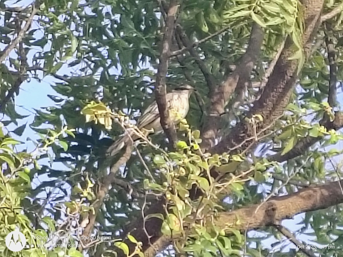 Schwarzkopf-Raupenfänger - ML644345387