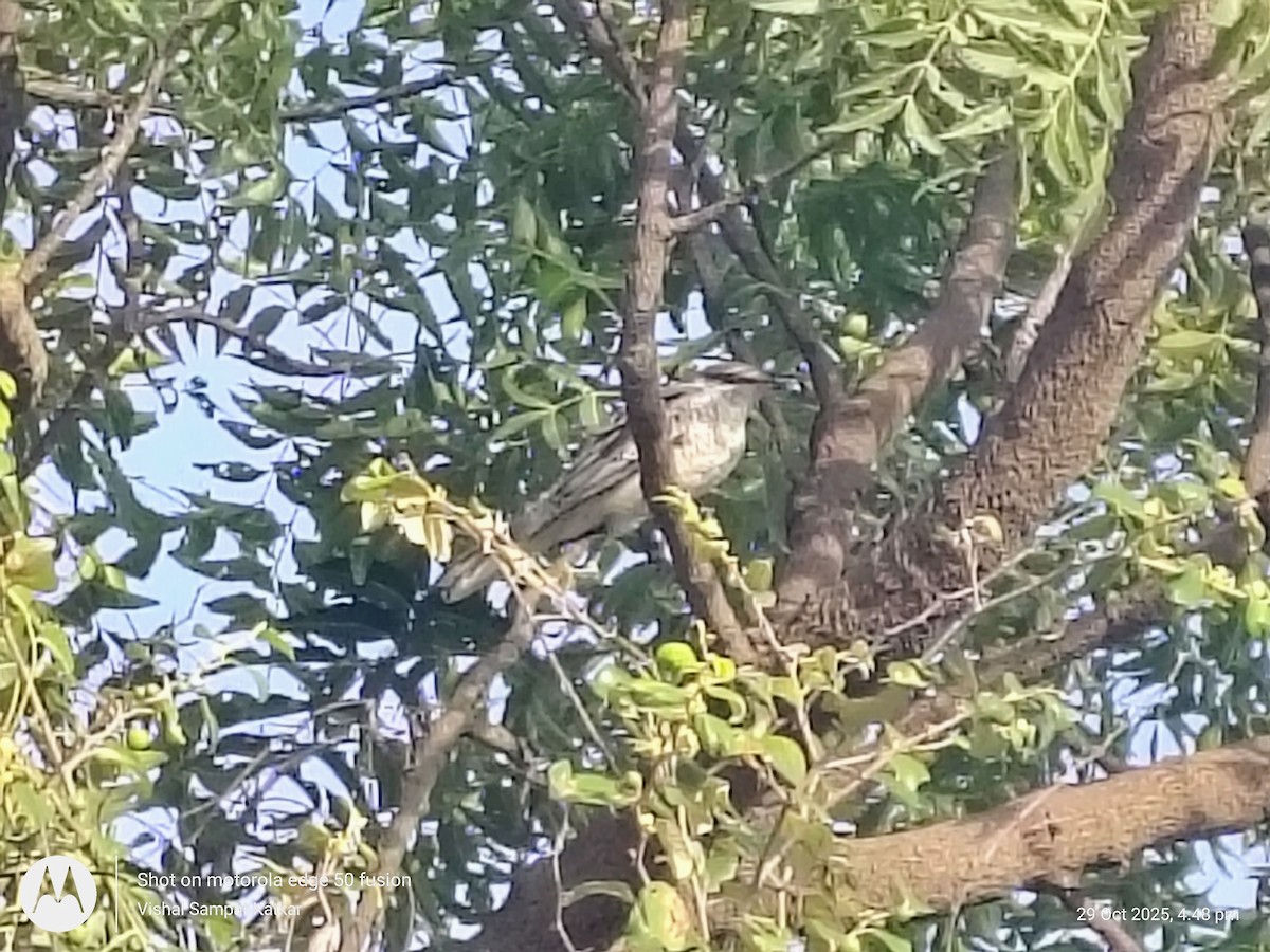 Schwarzkopf-Raupenfänger - ML644345388