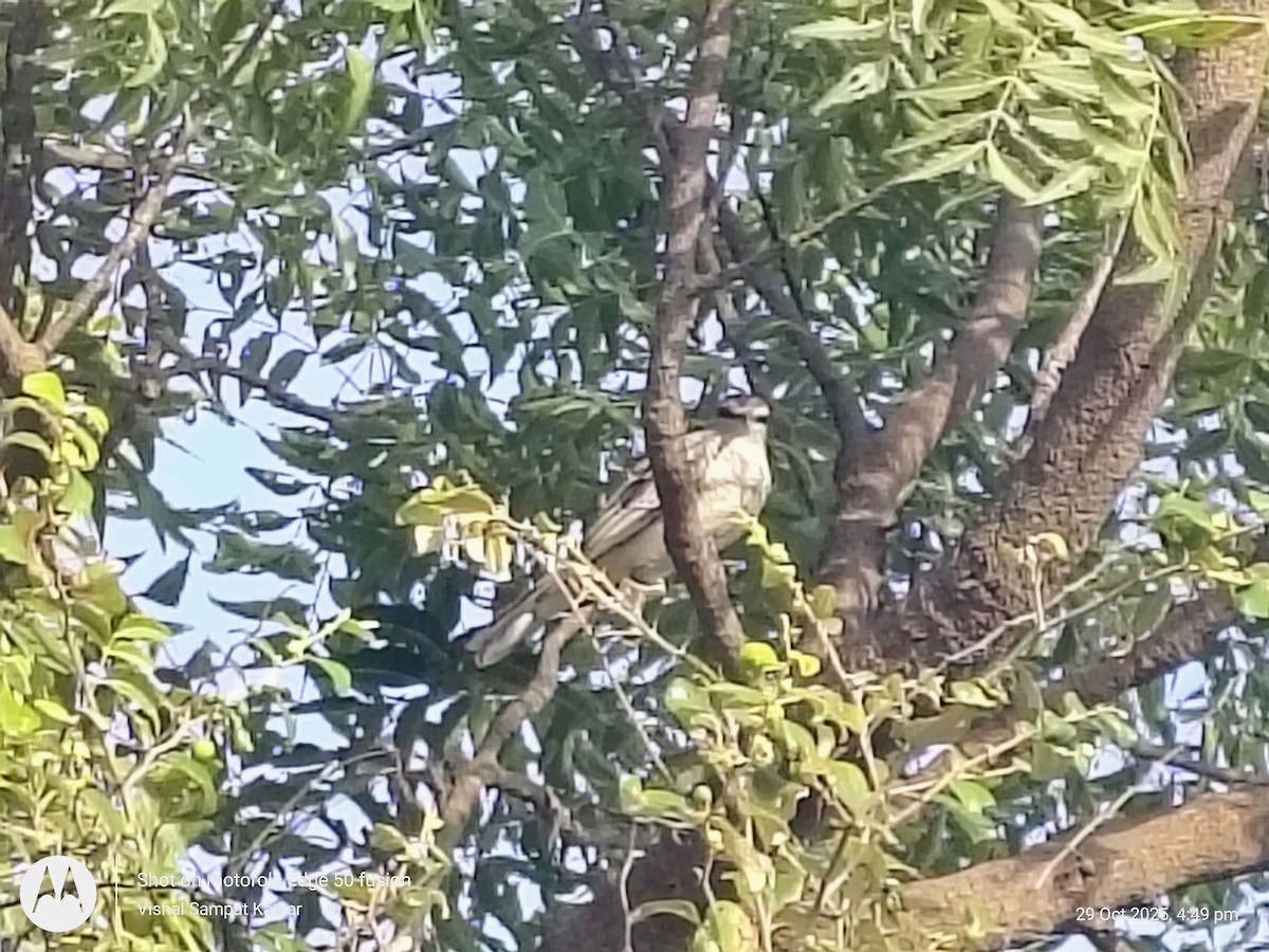 Schwarzkopf-Raupenfänger - ML644345389