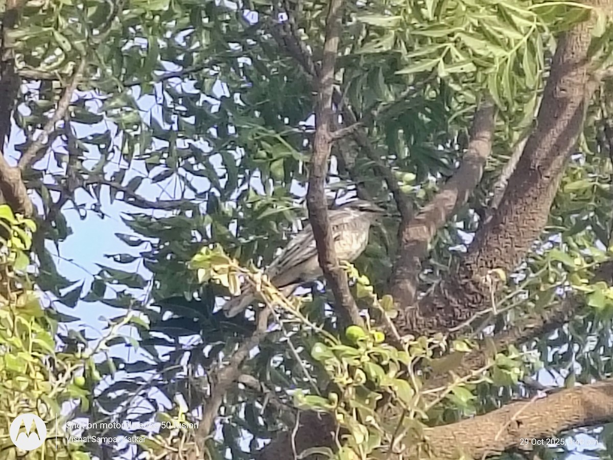 Schwarzkopf-Raupenfänger - ML644345390