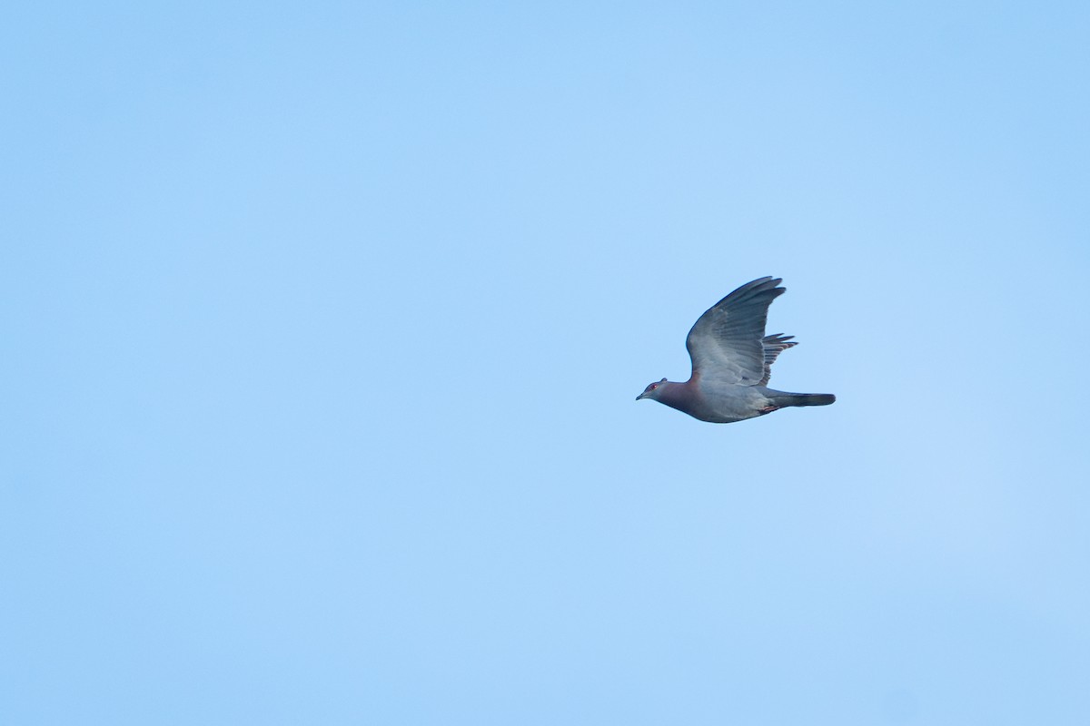 Pale-vented Pigeon - ML644345403